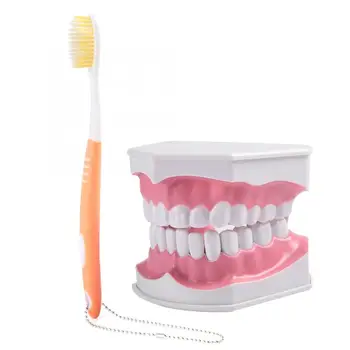 

Teeth Whitening Adult Dental Teeth Model and Toothbrush with Removable High-Grade Teeth Teaching Model Teeth Whitening