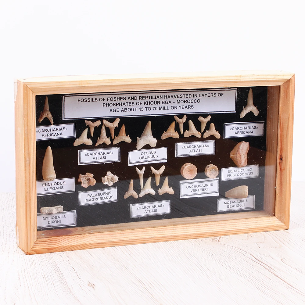 1 коробка fossil зуб акулы образец образование для обучение студентов творческие ремесла подарок