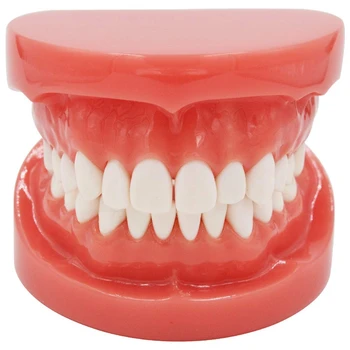 

Dentition Model Upper Lower Jaw Model Red Dentist Hard Foundation Teaching Model Adult Standard Typodont Demonstration