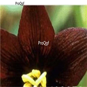 Prodgf 30 шт набор Lilium brownii Lily - Цвет: 7