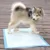 Новый Супер Абсорбент Pet Пеленки Собака Обучение Мочиться Колодки Одноразовые Здоровый Подгузник Коврик Для Собак Кошек Домашних Животных Очистки Дезодорант Пеленки