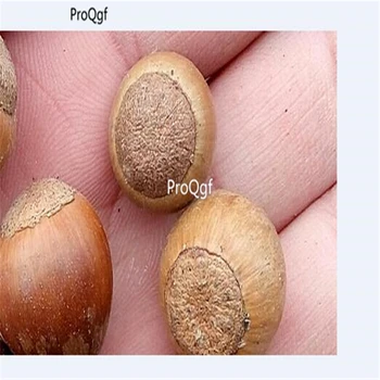 

Ngryise 100pcs Quercus mongolica