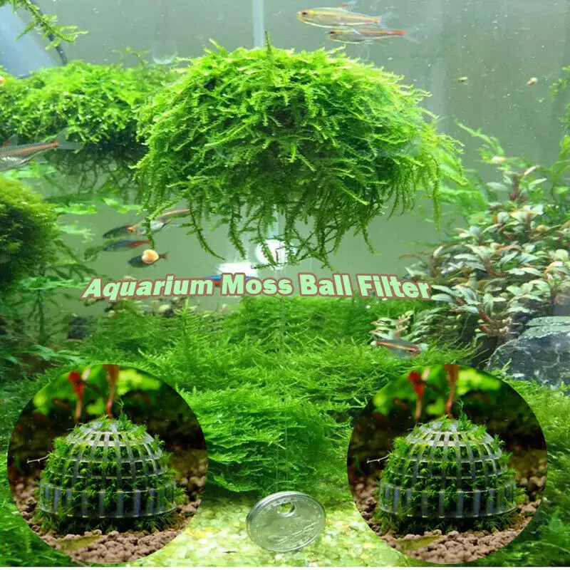 Аквариумный мох Marimo Ball фильтр живые растения для аквариума фильтр для Java Shrimps аквариум для домашних животных Декор поставки живое растение держатель