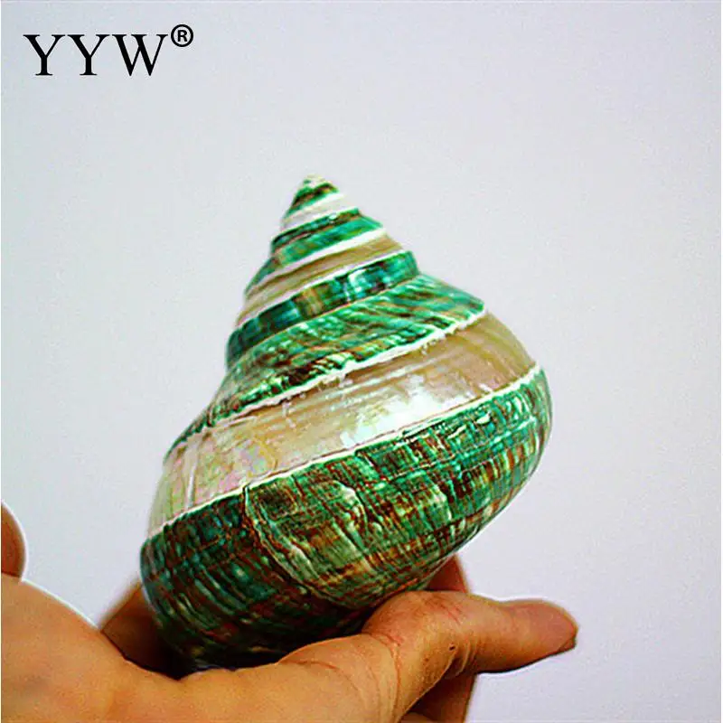 Green Sea Shells Statue Schelpen Conchas Marine Seabed Home Decor Coquillage Hogar Natural Decorative Seashells Decoration Gifts