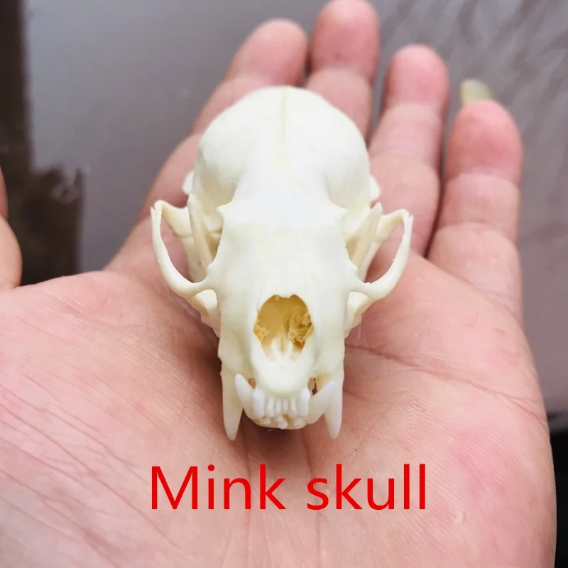 Wholesale 1pcs 1:1 Real Natural Exquisite Animal Skulls Can Be Collected 13  Varieties Are Optional Real Animal Skulls - Figurines & Miniatures -  AliExpress