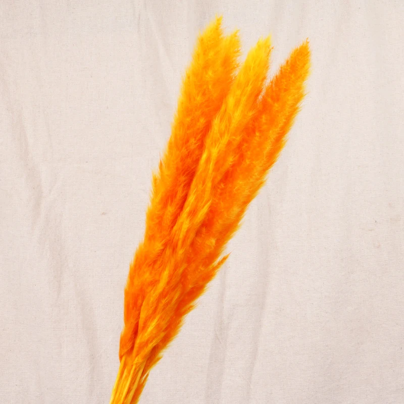 30pcs Small Pampas Grass Bulrush Natural Dried Phragmites Christmas Home Decor Diy Dried Real Flowers Bouquet Flower Arrangement