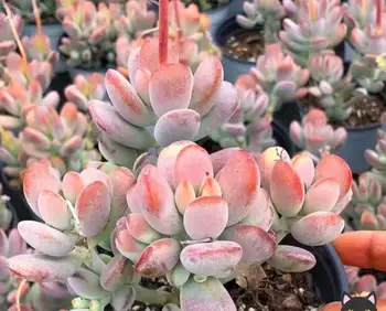 

ProQgf 1Pcs A Set Cotyledon orbiculata Cluster