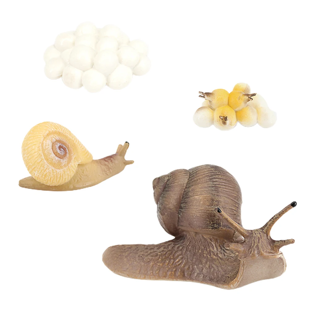 Life Cycle Figures of Snail Early Educational Animal Figures Biology Science Toys Life Cycle Figures of Snail Early Educational Animal Figures Biology Science Toys