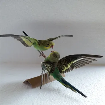 

2PCS Taxidermy stuffing Eurasian green colour Melopsittacus undulatus / Budgerigar Budgie Parrot specimen Teaching / Decoration
