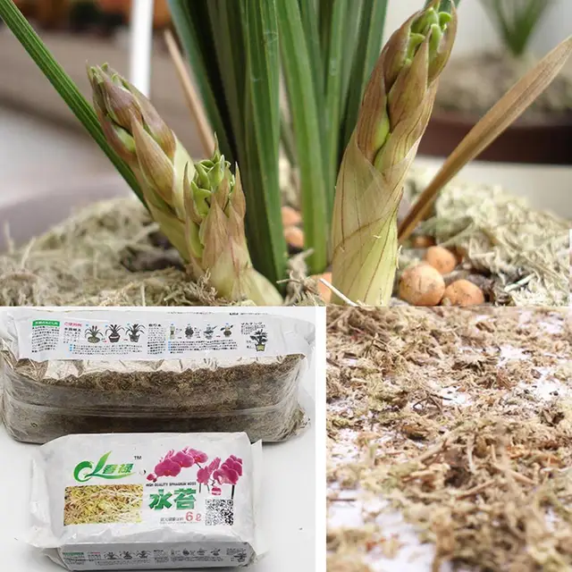 12L Sphagnum Moháskert Hidratáló Táplálkozási Műtrágya A Falaenoppákhoz Orchidea Növényi Gyökerek Virágpozíciós Gondozás