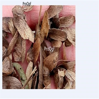 

Ngryise 1000Pcs A Set Populus tomentosa