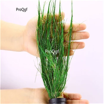 

Ngryise 10pcs Eleocharis vivipara