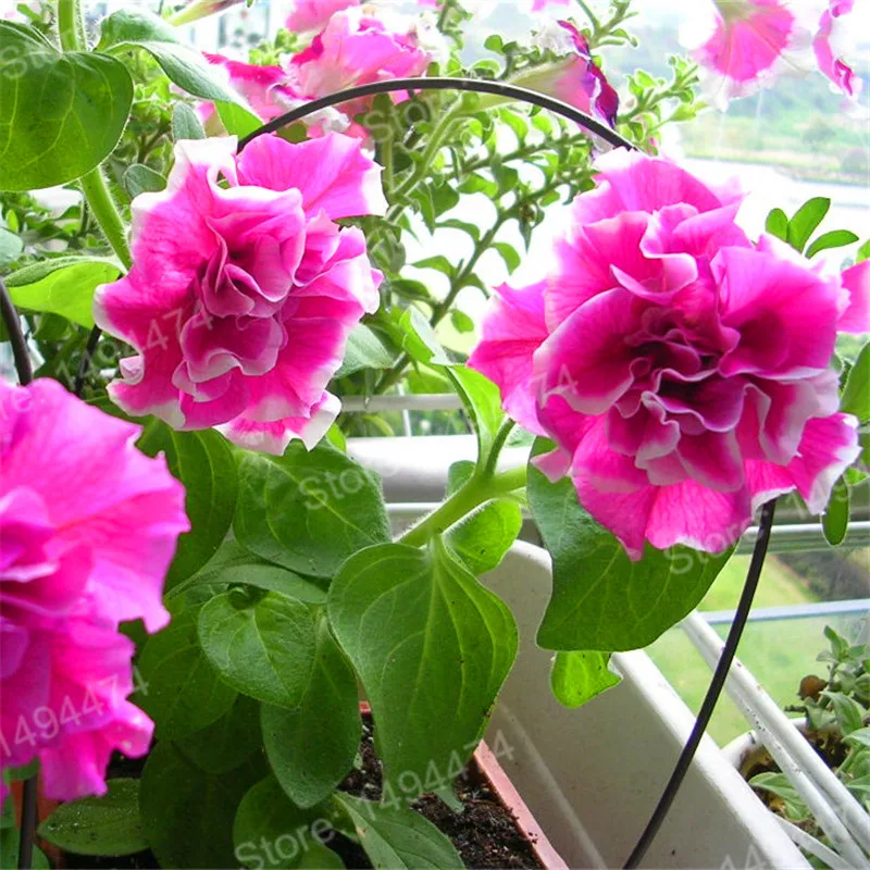 100pcs/bag mixed color flower flores Petunias plantas Frills and Spills Anna Petunia Flower plante bonsai plant for home garden