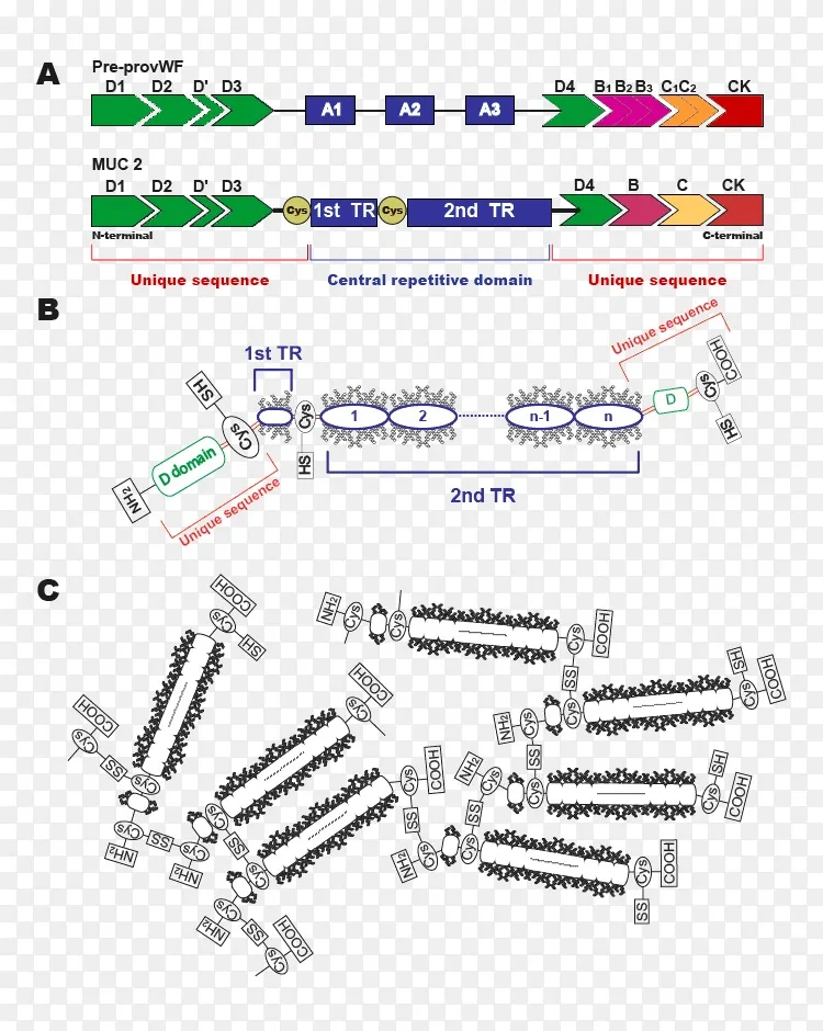 粘蛋白2杯状细胞粘液蛋白png图片素材免费下载 图片编号 Png素材网