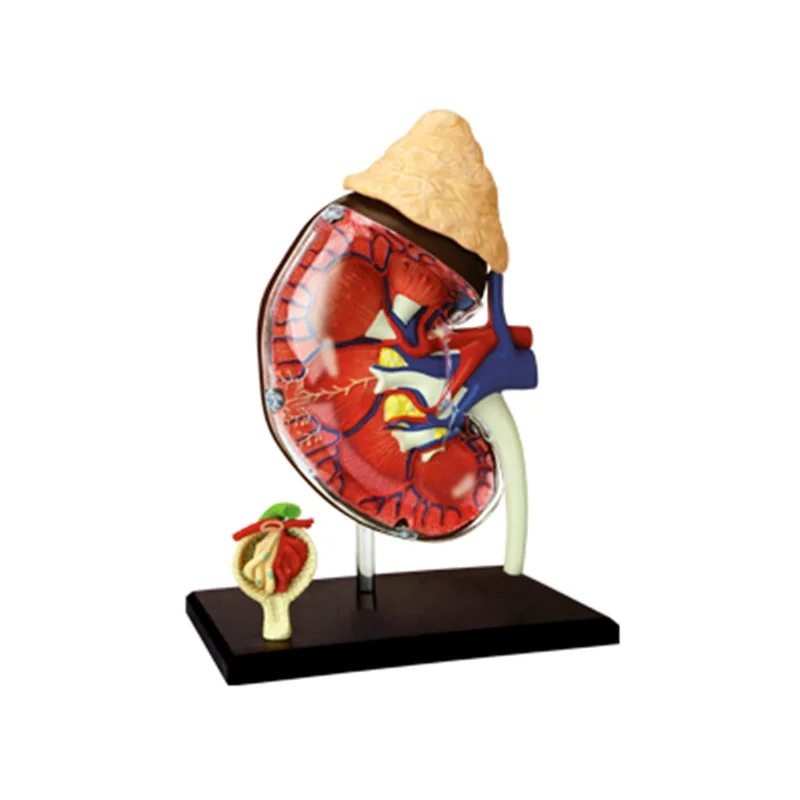 

New Anatomical Model Of Human Kidney Organs Intellectual Assembly Toys Medical Teaching DIY Tools
