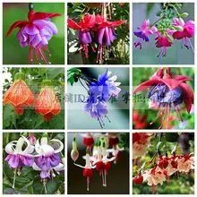 300 шт фуксия гибрида горт растения, бонсай фонарь цветы, для домашнего сада, Флорес семиллы