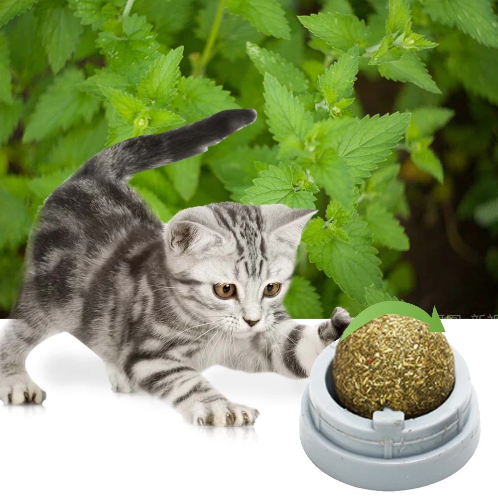 1 шт., новинка, кошачья кошка, кошачий мячик, лизание закусок, домашнее животное, здоровое настенное крепление, игрушка для прорезывания зубов, лакомство, погоня за мячом, игрушки