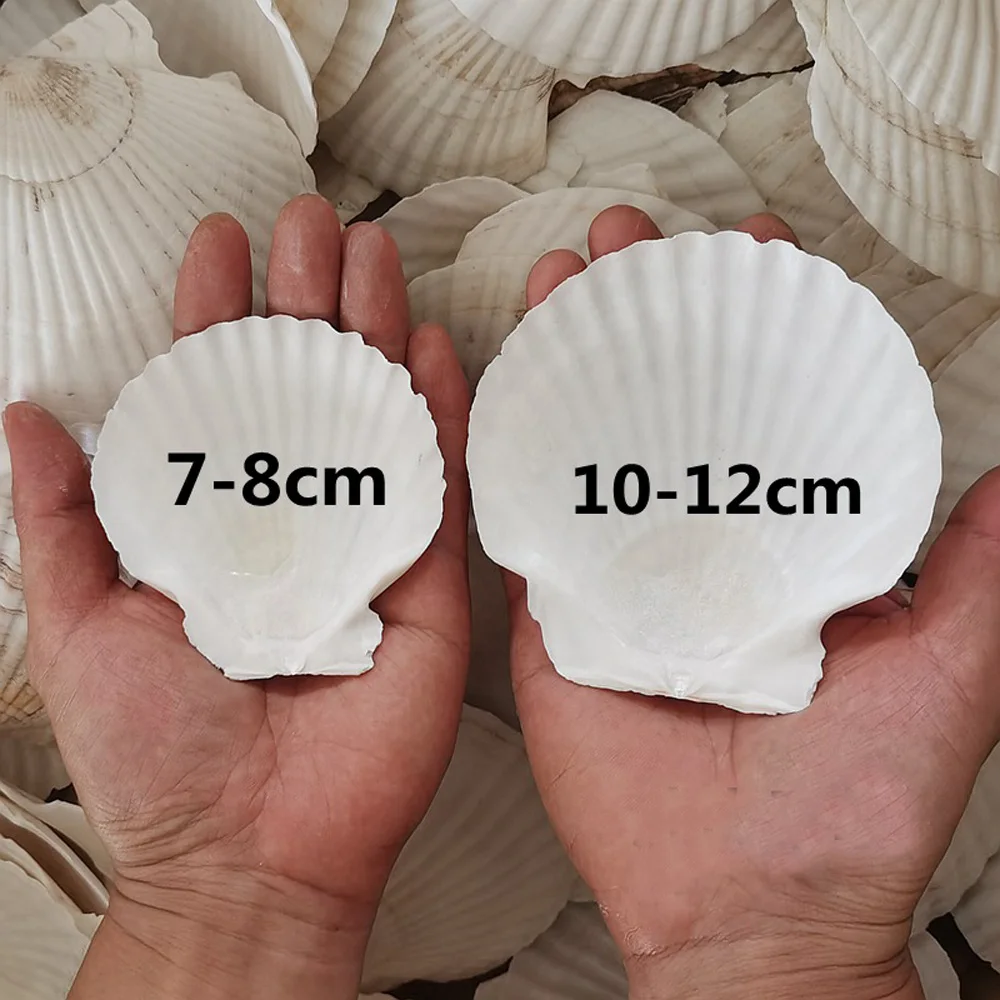 natural white Conch sea shell white scallop shell for fish tank decoration or gift 6pcs natural shell ornaments