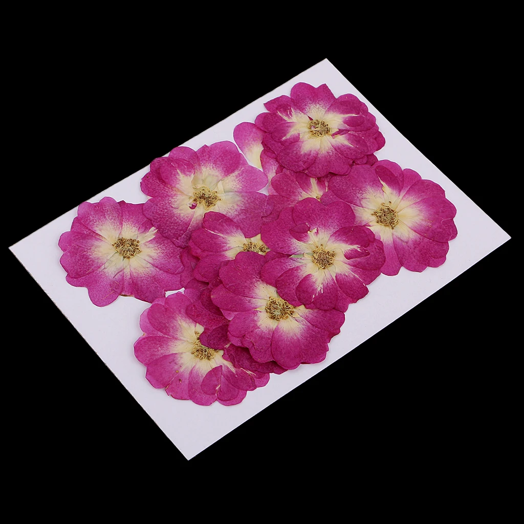 12x Chinese Rose Pressed Natural Dried Flower For DIY Resin Ornament 