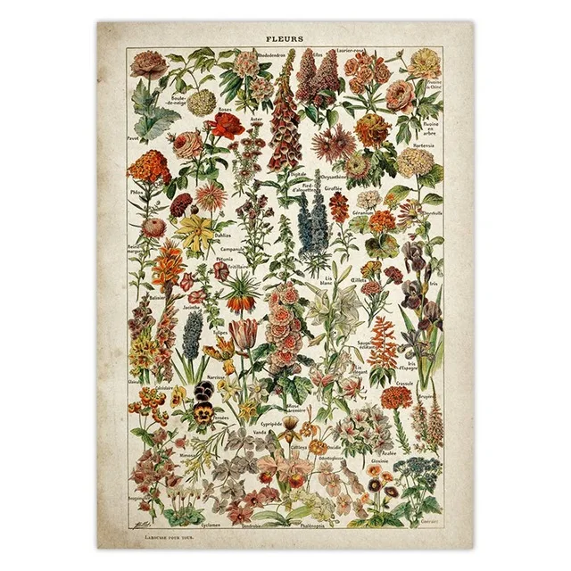 Vintage-Vegetable-Fruit-Mushroom-Poster-Print-Antique-Wall-Art-Print-Botanical-Picture-Science-Poster-Kraft-paper.jpg_.webp_640x640 (8)