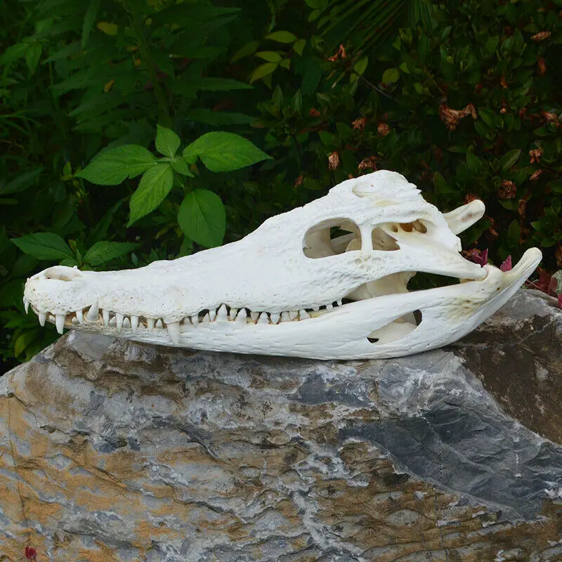 

1Pcs Real Animal skull Amphibian crawl Taxidermy 25-30" Inch (From the farm)