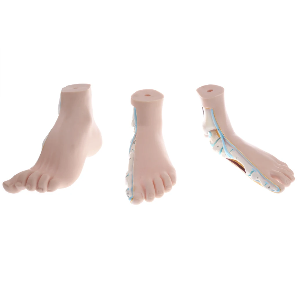

3pcs/set 1:1 Human Normal & Flat & Arched Foot Model School Teaching Tool