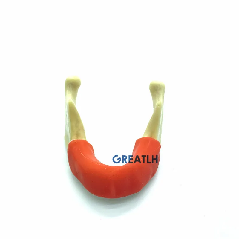 

Dental Implant practise Teeth model Mandible Jaw With Soft Tissue with gum for Dental Training model Tool