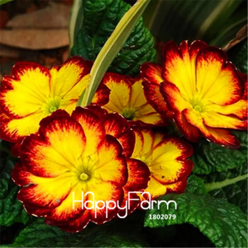 4 Новинка! 100 шт., европейские растения Primula malacoides, примулы, редкие бонсай, цветочные цветы для дома и сада, уличные растения - Цвет: 4
