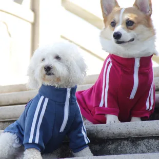 Pet Him Стиль Тренд Спортивная Одежда для питомцев Ностальгический элегантный плюшевый корги Толстовка 80 период времени с собакой в стиле ретро школьная форма