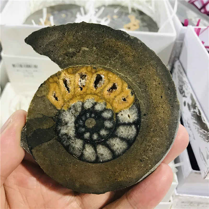 Природный Аммонит довольно NAUTILUS Мадагаскар ископаемого с лечебным действием