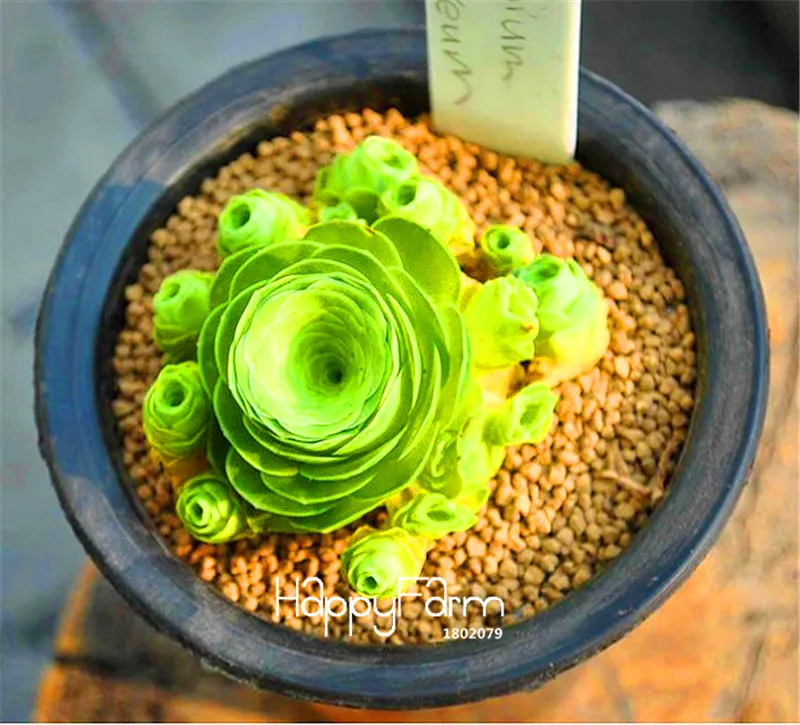 Распродажа! 100 шт мешок домашний сад растение Sempervivum смесь суккулентные растения Редкие цветы садовые цветы карликовое дерево для комнаты,# ZJHJIR