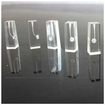 

CMAM/12579 Dental- root canal , 5pcs/set, Human Oral Dental Medical Teaching Anatomical Model
