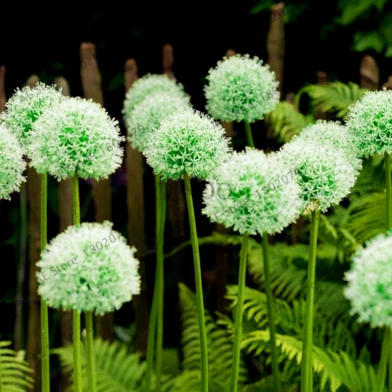 200 шт./пакет фиолетовый Giant Allium Giganteum, красивый цветок-бонсай садовое растение в уровень почкования 95% редкий цветок для детей