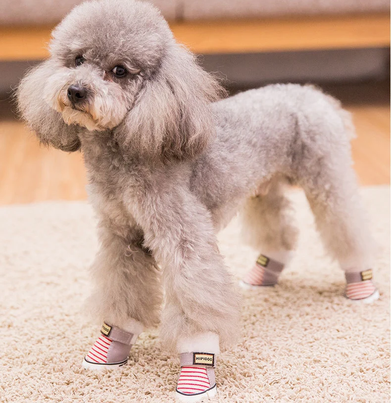 warm dog walking boots