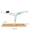 Jusenda 183X68cm Natural Cork TPE Yoga Matt For Fitness 5mm Sport Mats Pilates Exercise Non-slip Yoga matt With Position Body Line