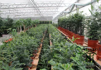 

Pterocarpus Santalinus Red Sanders Red Sandalwood Zi Tan