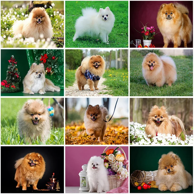 5D DIY Diamond Painting Dog Embroidery Pomeranian Full Round/Square Mosaic Puppy Picture of Rhinestones Handcraft Gift | Дом и сад