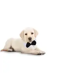 Галстук-бабочка для собаки щенок домашнее животное галстук-бабочка воротник милый кот шеи галстук для щенка Китти-Размер S (черный и белый)