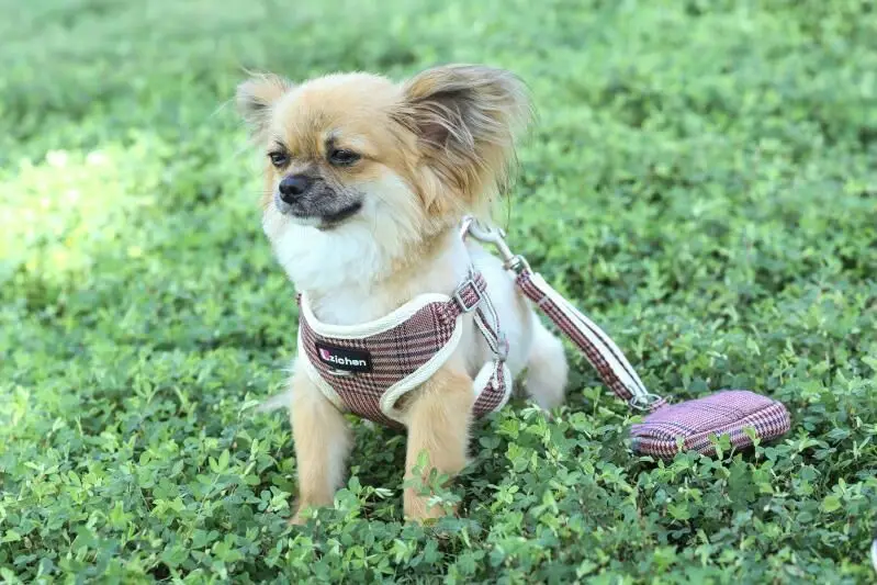 

Son Chen Bag Dog Useful Product Dog Hand Holding Rope Small Medium Vest Style Net Type Chest And Back Nursing Breathable