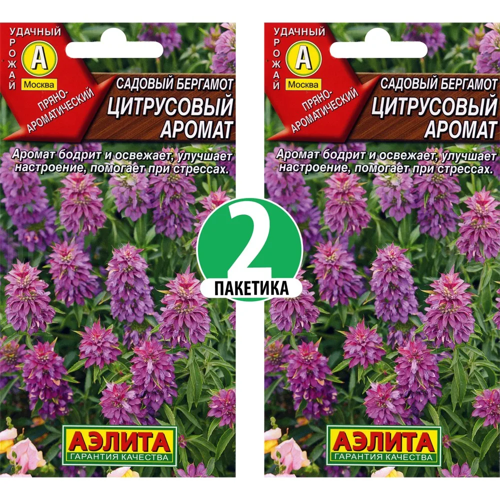 садовый бергамот цитрусовый. цветок бергамот монарда. монарда бергамот цитрусовый аромат. садовый бергамот цитрусовый аромат выращивание из семян. садовый бергамот цитрусовый.