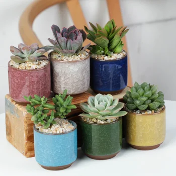

6pcs Succulent Pot Durable Ceramic Mini Coloured Basin for Domitory Home Office