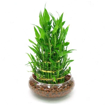 

Plant Flower Bath Salts Fresh Green LUCKY Bamboo Essence 100Pcs AN-ZZ29-100