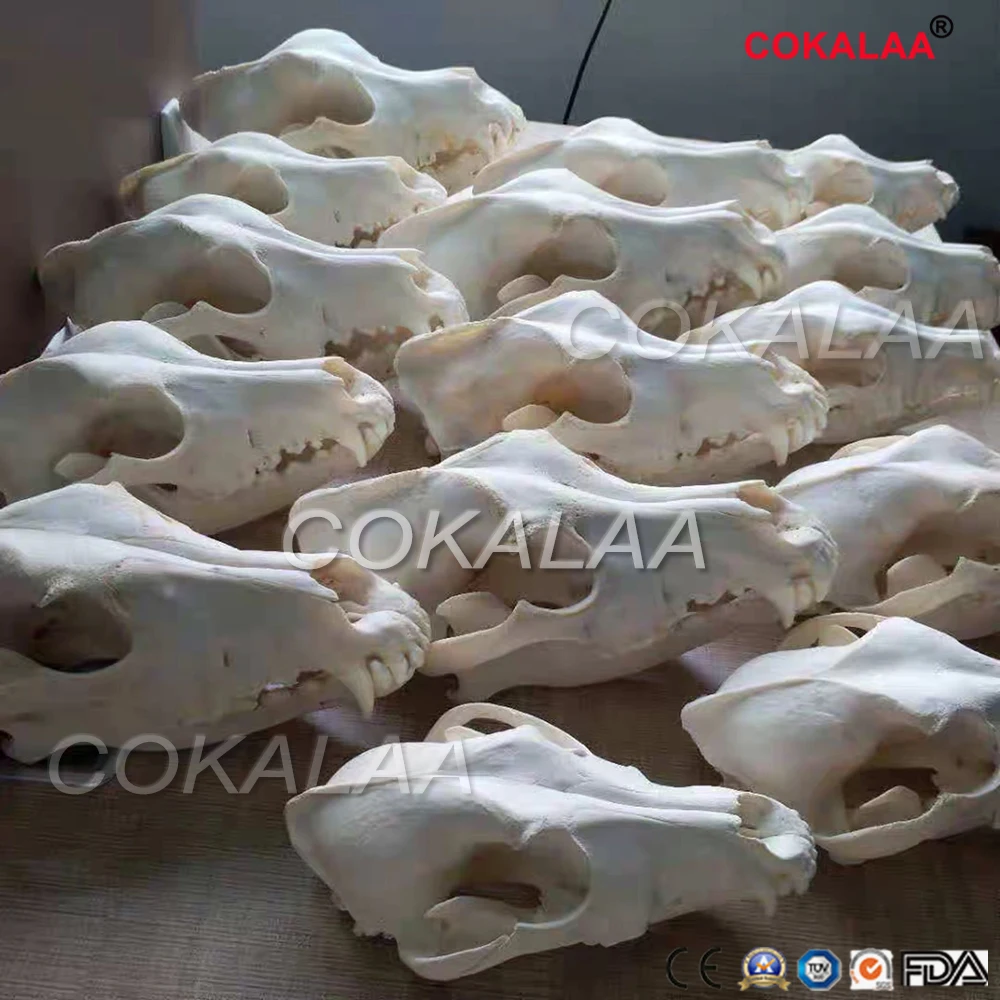 Собака зубная модель собака зубы череп челюсть кости решение строгания обучения ветеринарные модели животных образцы