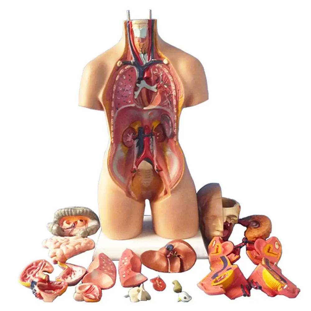 

4D Human Body Organs Assembling Puzzle Toys Medical Teaching Model Manikin Science Anatomical Model Education Tool