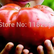 100 ОО-гигантский Монстр помидор OoEasy PSe-edsing Farming vegetales Tomate semillas