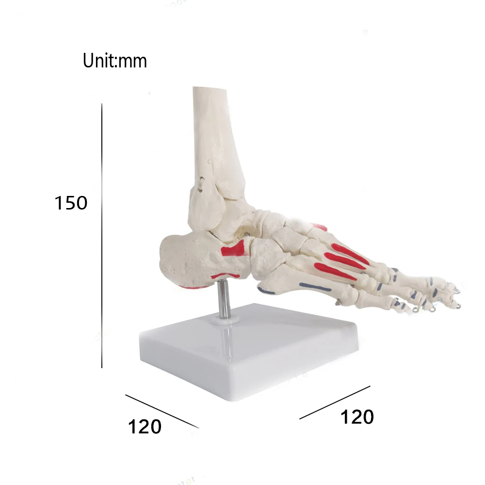 1:1 Human Foot Joint Skeleton Anatomy Model Medical Science Teaching Resources