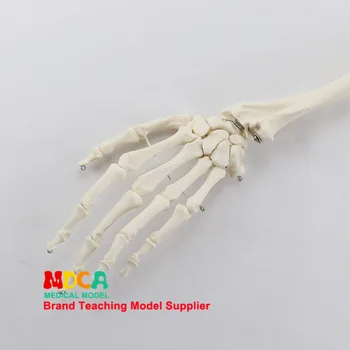 

Hand bone model Palm model Radius and ulna humerus Human skeleton model Medical teaching equipment Manikin Biology Anatomical