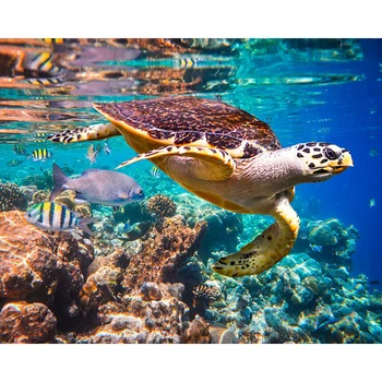 

Turtle Animal DIY Oil Painting By Numbers Kit Draw Coloring By Numbers canvas painting on the Wall Art Picture Modern Home Decor