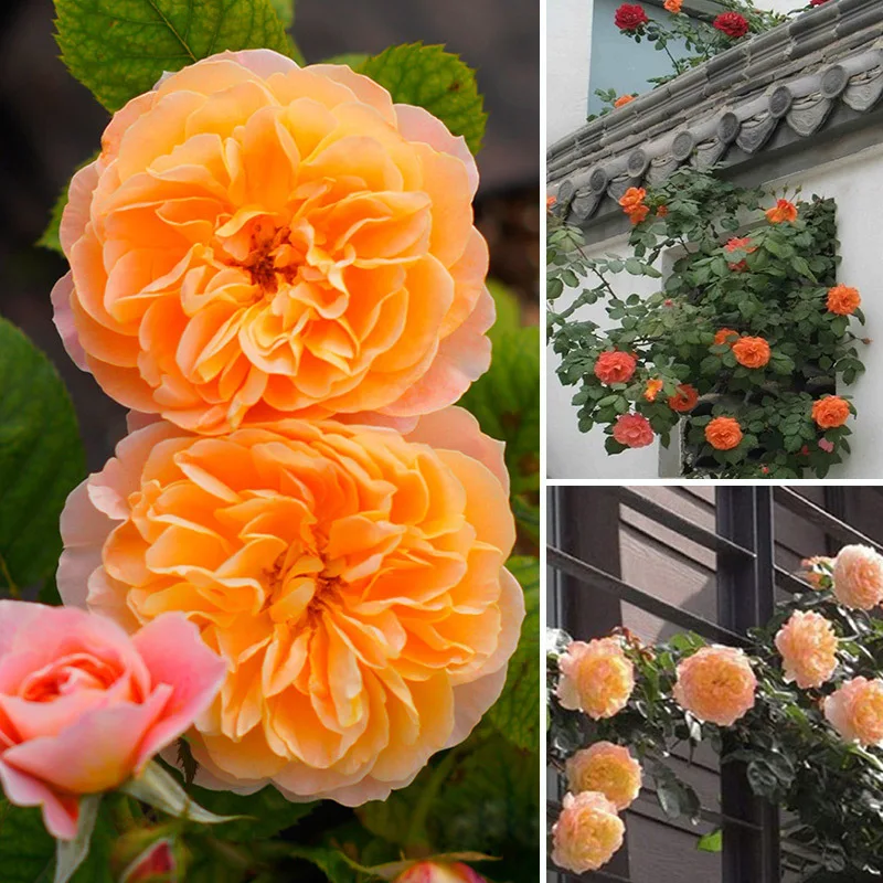 Красивый романтичный 6 различных Цвет плетистая Роза бонсай Роза Multiflora многолетние Декор для дома и сада-100 шт./пакет
