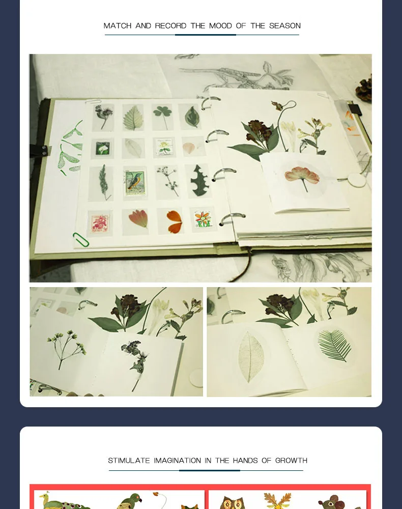 Mideer Wooden Plant Specimens Toy,Funny Wooden Art Outdoor Play Learning Educational Toys